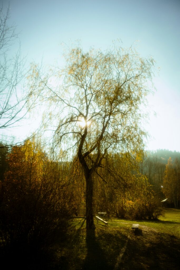 leonardo-scharm-sYbtbF45FR0-unsplash